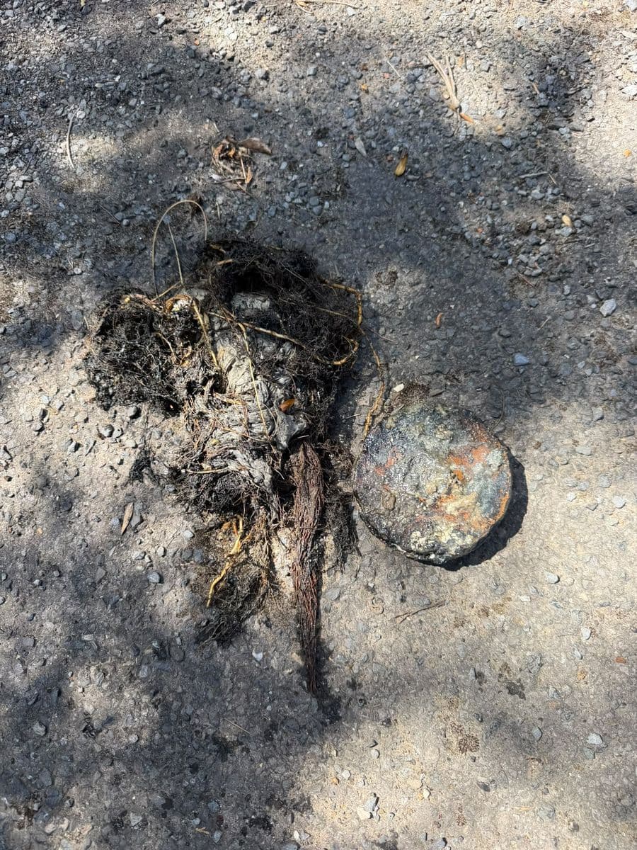 Roots and wipes pulled out